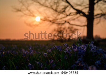 spring sunset flower