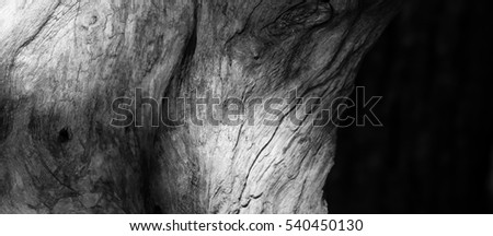 Black and white wooden tree dark tone abstract nature background 
