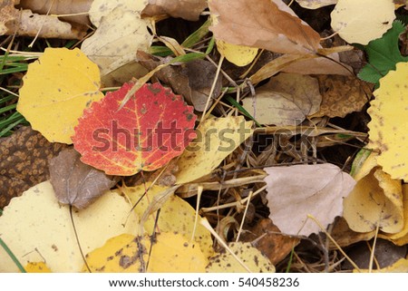 Fallen leaves of an aspen in the fall