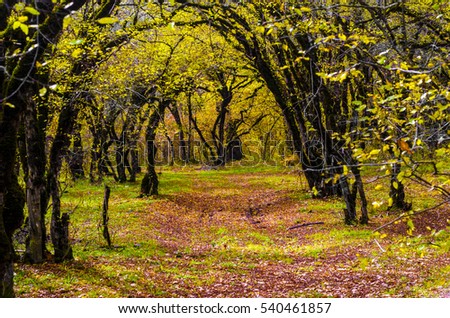 Wonderful  landscape of golden autumn in the forest  with a footpath leading into the scene and  a charming picture of the autumn leaf fall