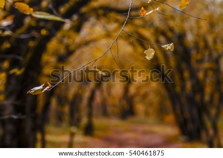 Blurred wonderful landscape of golden autumn in the forest  with a branch in the front plane and footpath leading into the scene  with charming picture of the autumn leaf fall