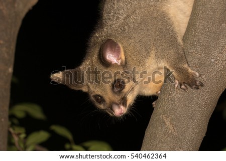 Brushtail possum