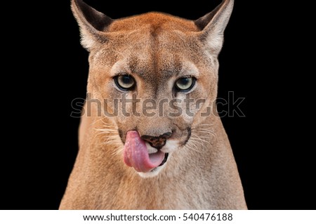Cougar Looking Into the Camera and Licking It's Lips
