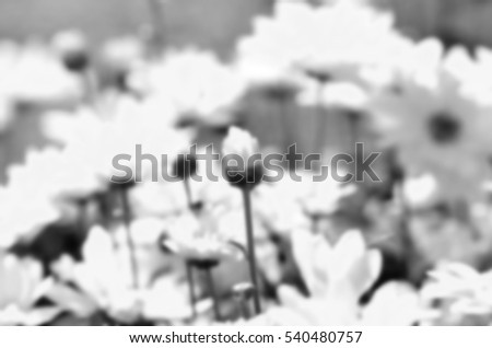 Blurred abstract background of yellow flower