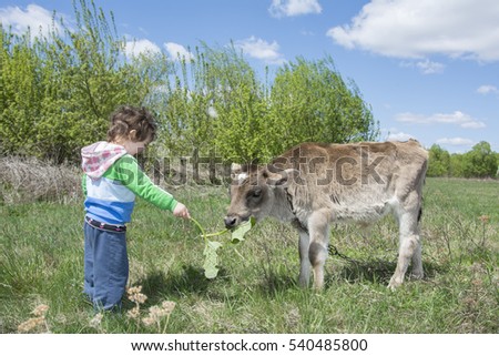 Summer bright sunny day funny little girl feeding little calf on the field.