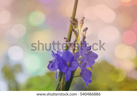 beautiful purple flower on colorful blurred bokeh background