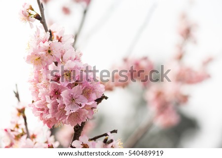 Cherry blossoms, spring pink flowers.