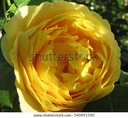 macro photo with abstract pattern of the structure of the rosette flower Roses with yellow petals as the source for design and print