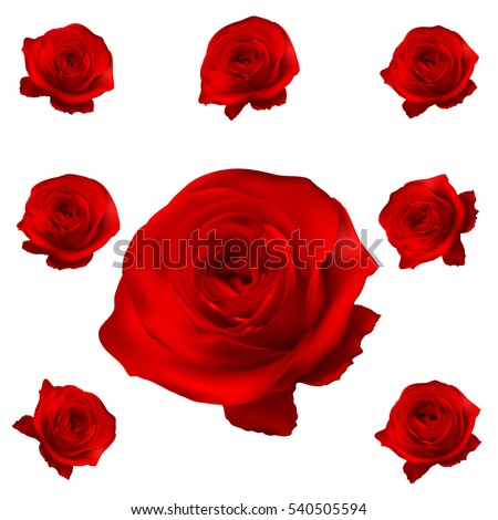 Red roses set isolated on white. EPS 10 vector file included