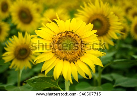 beautiful sunflower under the sky and plant for animal feed product