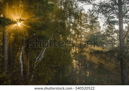 thick mist in coniferous forest