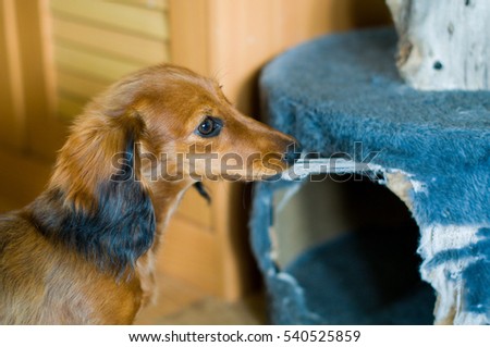 dog chews furniture