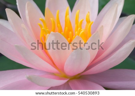 PInk lotus close-up as abstract