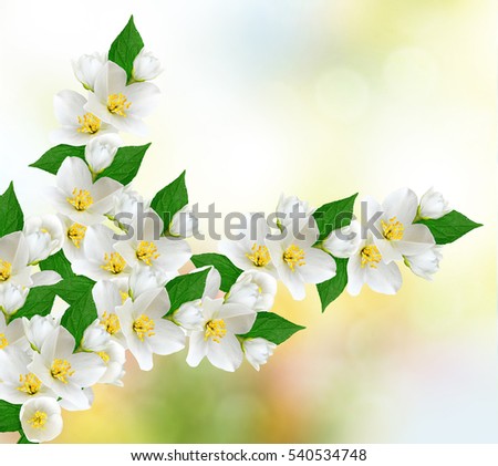 White jasmine. The branch delicate spring flowers.