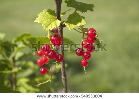 Red currant from a garden.