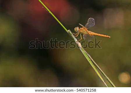Beautiful nature scene Macro picture of dragonfly. Dragonfly in the nature. Dragonfly in the nature habitat.