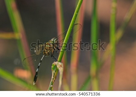 Beautiful nature scene Macro picture of dragonfly. Dragonfly in the nature. Dragonfly in the nature habitat.