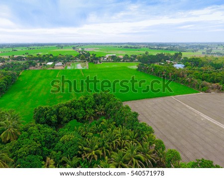 Aerial view of paddy field in Thailand.
