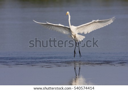 Great egret (Ardea alba) coming in for landing, Ding Darling NWR, Florida, USA