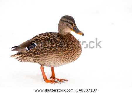 Wald mallart duck isolated on white background