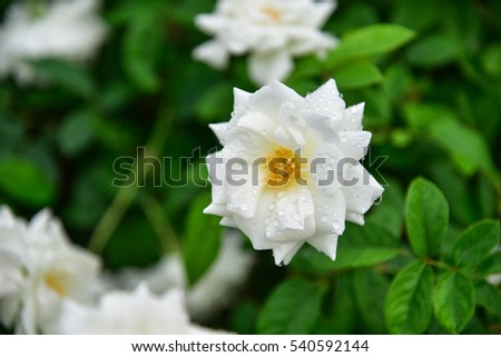 Natural white rose flower close up with buds