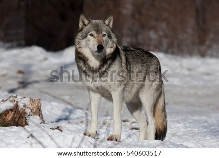 A lone Timber wolf or Grey Wolf Canis lupus standing in the winter snow in Canada