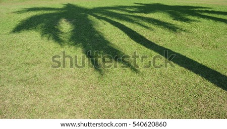 palm tree shadow on green yard background