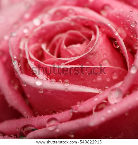 Closeup on Center of Beautiful pink Rose. Perfect Macro on Beautiful Big Rose Flowerhead