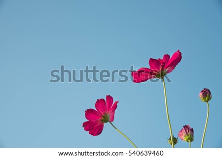 Pink and red cosmos flowers garden and  soft focus 