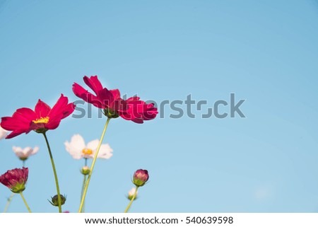 Pink and red cosmos flowers garden and  soft focus 