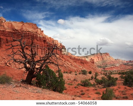 tree in Moenkopi and Navajo Sandstone Capitol Reef National Park