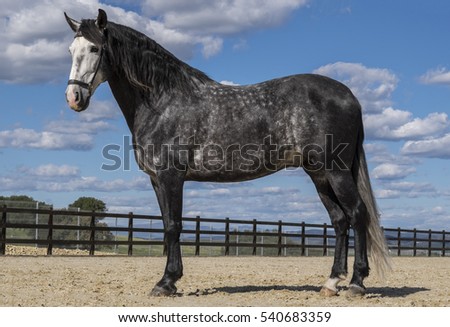 Pure bred Spanish stallion . Royalty-Free Stock Photo #540683359