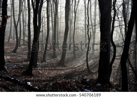 Fog in the forest. Misty morning in the forest