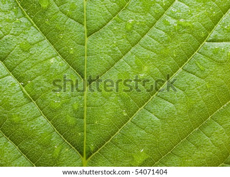 Texture of green leaf, macro picture, nature concept