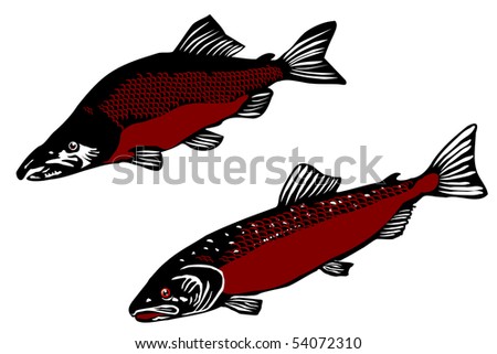 Atlantic salmon (Salmo salar dimock) and salmon humpback (Oncorhunchus gorbusha)