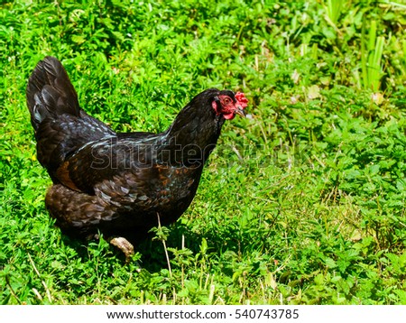 Rooster on a farm with poultry.