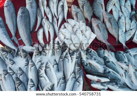Various fresh fish and seafood at the fish market