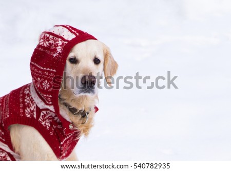 Adorable golden retriever dog wearing warm red christmas coat with hood sit on snow. Winter in park. Horizontal, copy space.