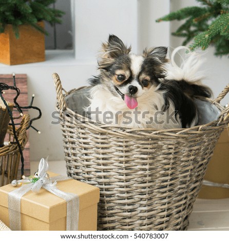 Longhair Chihuahua Dog on  Wicker Basket. Christmas Decorations in Room. Square, Close Up. 