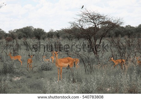 huge family  herd impala grazing in the field  at the Etosha Park, Namibia, South Africa
