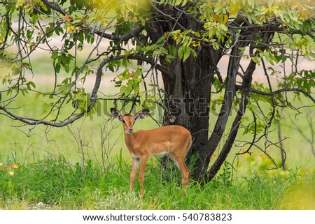 pretty baby impala grazing in the bushes under the tree at the Etosha Park,  Namibia, South Africa