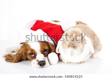 
Trained cavalier king charles spaniel studio white background photography Dog with lop together celebrate christmas real love
christmas real love pets studio white