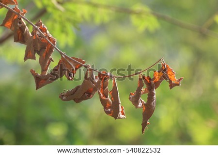 Dry leaves hanging branches extending from the top picture blurred forest tree green background