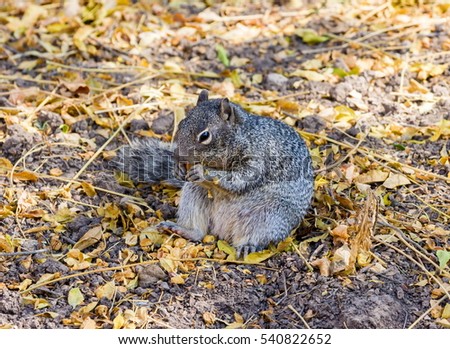 The Mexican gray squirrel is a tree squirrel in the genus Sciurus endemic to Guatemala and in eastern and southern Mexico, and is an introduced species in the Florida Keys, Cuba, Jamaica, Hispaniola.