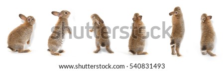 Many actions of stand post baby rabbit adorable brown bunny on white background