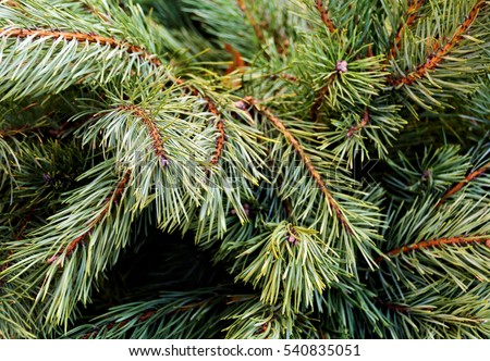 Beautiful winter background. Nice fir branches. Close up. 