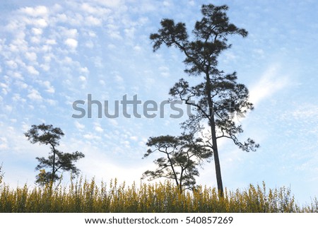 blue sky with clouds and blur tree.and flower backgrond selective focus .