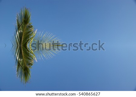 Abstract caribbean palm tree leaves in motion. Green leaves in retro style moving in summer wind on tropical beach, ideal for travel blog, design template, magazines. Image with symmetry filter effect