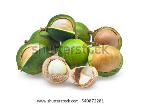 fresh macadamia isolated on white background