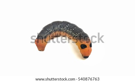 Caterpillar isolated on white background with copy space. larva,butterfly